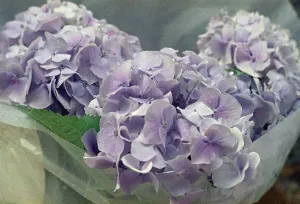 Hortensia Plant Imprime: Hydrangeas
