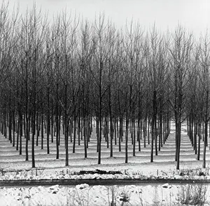 Árboles cubiertos de nieve