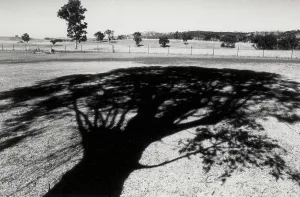 Tree Silhouette Imprime: Shadow of a tree