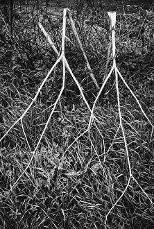 Nature Mood Images Imprime: Shrubbery