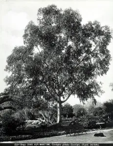Succulent Plant Species Imprime: Specimen of the Eucalyptus globulus (Eucalyptus), in the Maritime Alps in France