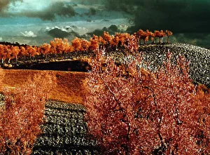 Countryside Landscape Imprime: Tree and fields