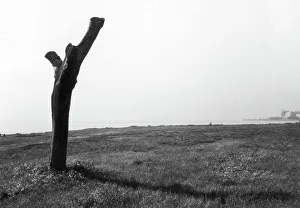 Tree Trunk Photography Imprime: Tree trunk