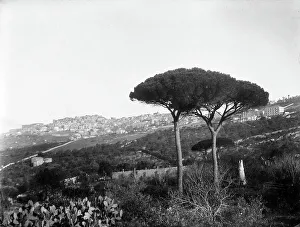 Pine Tree Landscape Photo Imprime: View of Agrigento