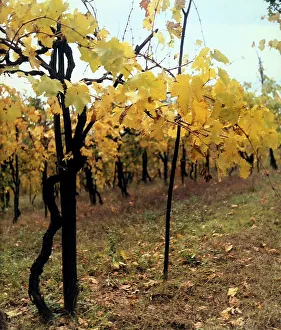 Farming Landscape Photography Imprime: View of a vineyard
