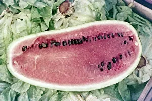 Melón de Verano