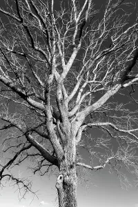 Bare Tree Silhouette Imprime: Bare tree
