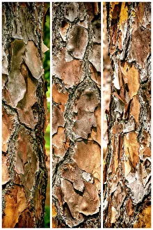 Tree Trunk Details Imprime: Close-up of the texture of a tree