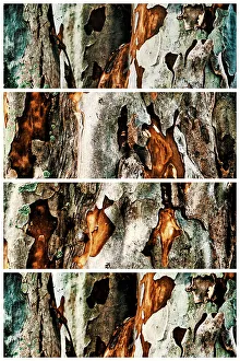 Artistic Nature Photography Imprime: Closeup of tree with sections showing its texture