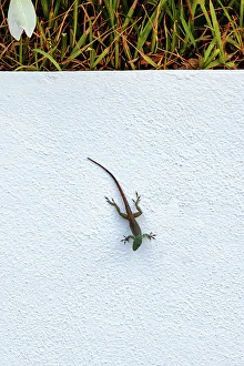 Green Lizards In Nature Imprime: Lizard on white background