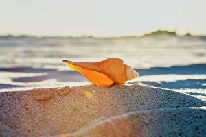 American Beach Scene Imprime: Seashell