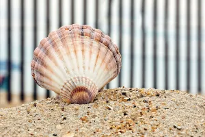 Concha de mar en la playa.