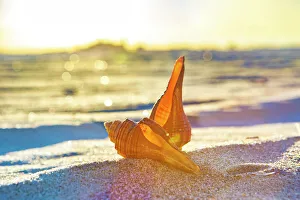 Beach Scene Imprime: Seashells