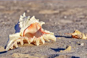 Seashells