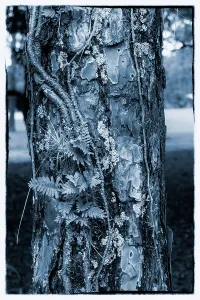 La textura de un árbol.