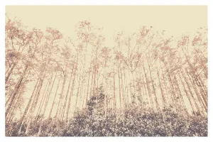 American Landscape Images Imprime: Trees from a forest