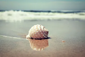Beach Photography Imprime: Waves and shell on beach