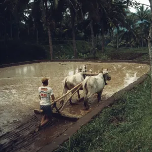 Java/Indonesia