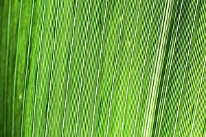 Macro Leaf Photography Imprime: Abstract Macro Detail of a Leaf