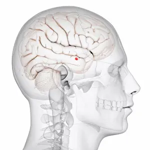 Limbic System Anatomy Imprime: Amygdala of the brain, computer artwork