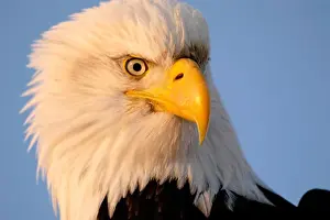 Haliaeetus Leucocephalus Imprime: Bald Eagle