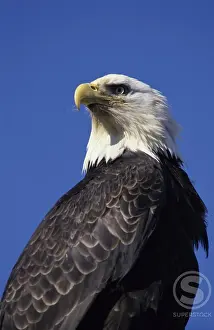 American Bald Eagle Imprime: Bald Eagle