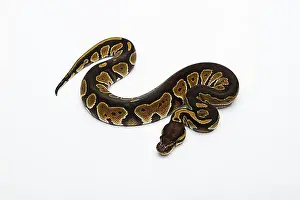Boa Constrictor Imprime: Pitón de cabeza negra doble Het Albino Fantasma de balón o Pitón Real (Python regius)