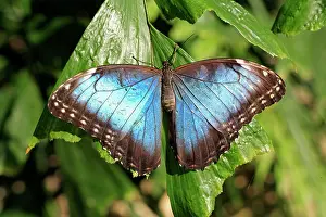 South American Insects Imprime: Blue Morpho, (Morpho anaxibia), South America, Imago