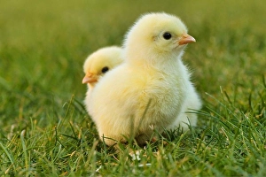 Springtime Easter Decorations Imprime: chick easter chick easter yellow