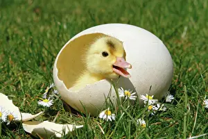 Anatidae Birds Imprime: chick - in eggshell