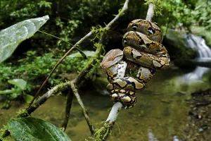 Reticulated Python Imprime: Close up of juvenile reticulated python (Python reticulatus) resting on sapling