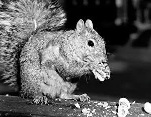 Vintage Animal Photography Imprime: Close up of squirrel