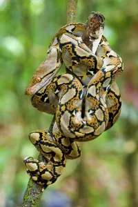 Reticulated Python Imprime: Close-up of juvenile reticulated python (Python reticulatus) resting on sapling