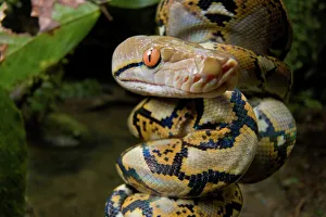 Reticulated Python Imprime: Close-up of juvenile reticulated python (Python reticulatus) resting on sapling