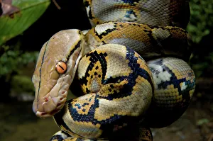 Poisonous Reptile Images Imprime: Close-up of juvenile reticulated python (Python reticulatus) resting on sapling
