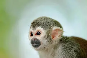Impresiones de Mono Ardilla Común (Saimiri sciureus), retrato de animal, cautivo, Alemania, Europa Mono Ardilla Común Imprime: Mono ardilla común (Saimiri sciureus), retrato de animal, cautivo, Alemania, Europa.