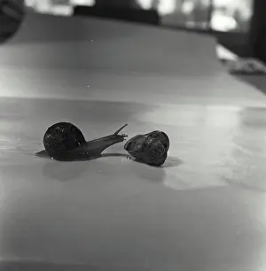 Concha Imprime: Concha de caracol y una caracola.