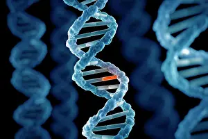 Deoxyribonucleic Acid Imprime: DNA Structure