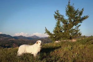 Perro en la selva.