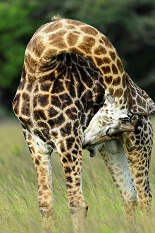 African Giraffe Imprime: Giraffe (Giraffa camelopardalis)