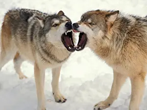 Canis Lupus Behavior Imprime: Gray Wolves Baring Their Teeth