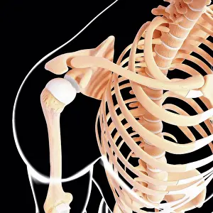Human Skeleton Anatomy Imprime: Human skeleton, computer artwork