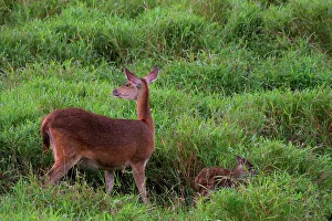 Mauritius Wildlife Imprime: Java Deer. Mauritius