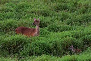 Mauritius Wildlife Imprime: Java Deer. Mauritius