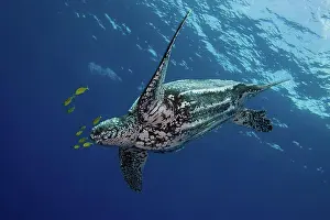 Tortugas Laúd Imprime: Tortuga de espalda de cuero.