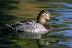 Wild Duck Images Imprime: License this image at https://www