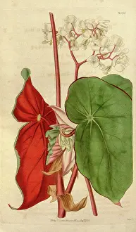 Antique Botanical Artwork Imprime: License this image at https://www