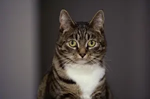 Indoor Animal Photography Imprime: License this image at https://www