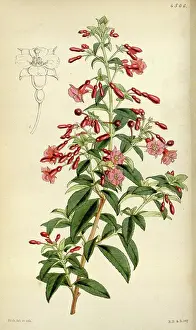 Antique Botanical Illustration Imprime: License this image at https://www