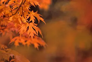 Maple Trees In Autumn Season Imprime: MAPLE TREE IN FALL